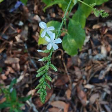 Plumbago Zeylanica