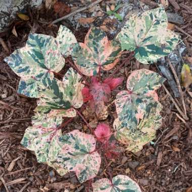 Gossypium hirsutum 'Red Foliated'