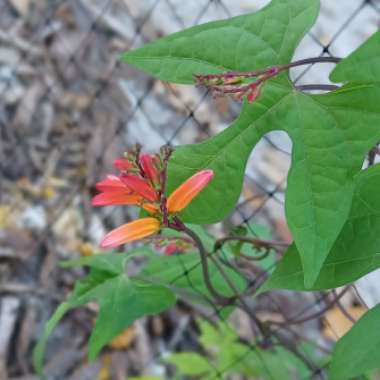 Ipomoea lobata syn. Ipomoea versicolor, Mina lobata