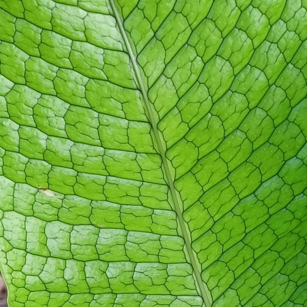 Plant image Microsorum Musifolium Crocodyllus syn. Polypodium musifolium 'Crocodyllus'