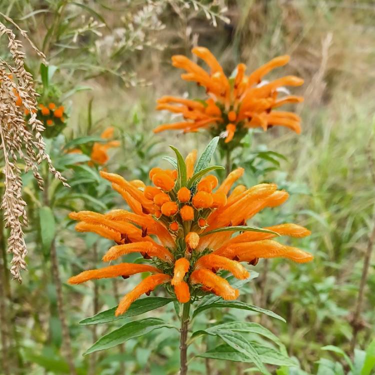 Plant image Leonotis leonurus