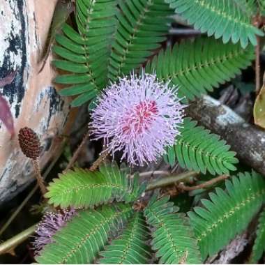 Mimosa pudica