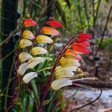 Ipomoea lobata syn. Ipomoea versicolor, Mina lobata