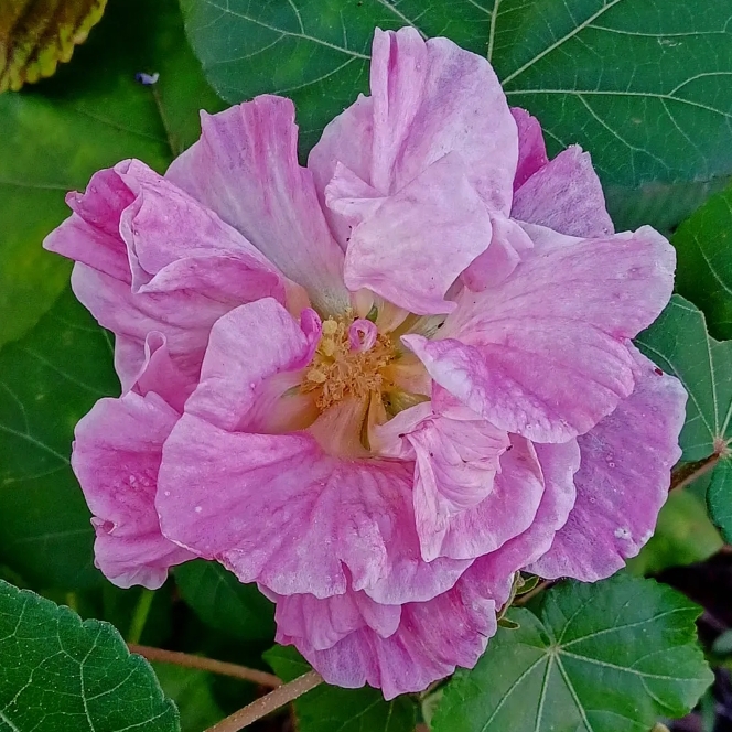 plant image 1638046