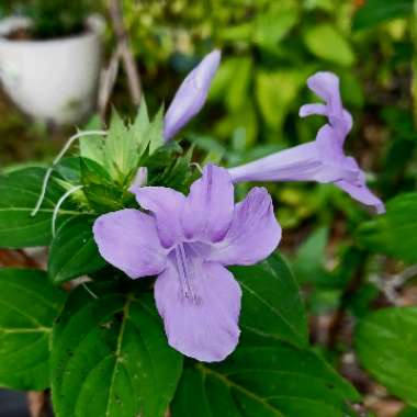 Barleria cristata