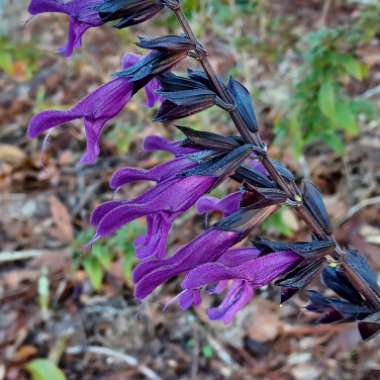 Salvia 'Amistad'