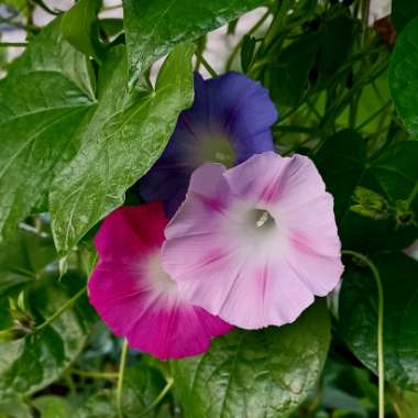 Ipomoea