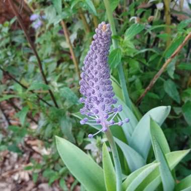 Scilla Madeirensis