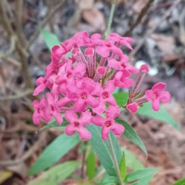 Rondeletia  Leucophylla