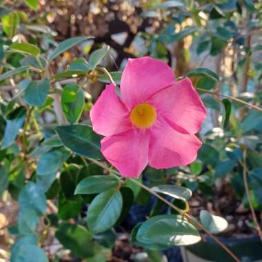 Mandevilla syn. Dipladenia