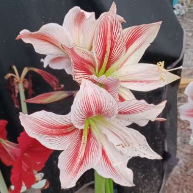 Hippeastrum