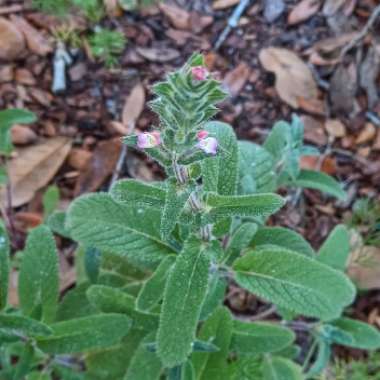 Salvia sclarea