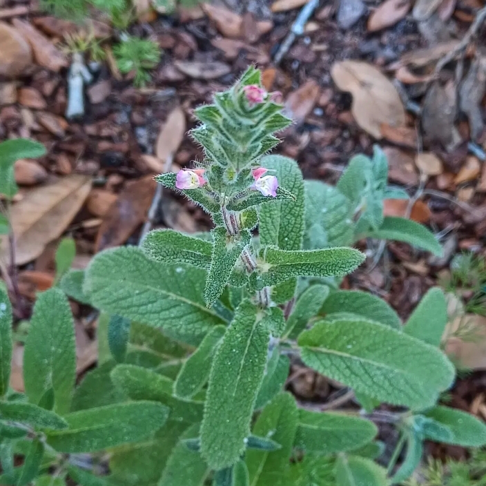 Plant image Salvia sclarea