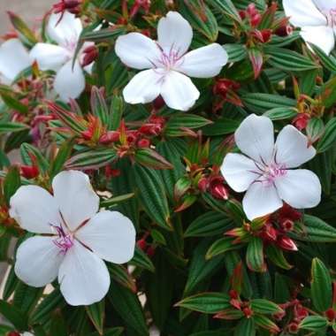 Tibouchina urvilleana