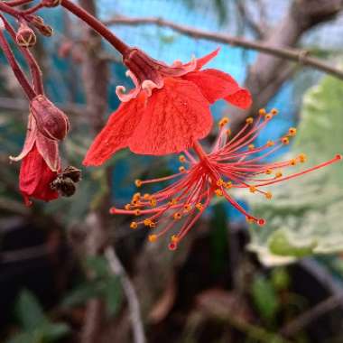 Hibiscus Grandideri