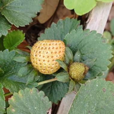 Fragaria x ananassa