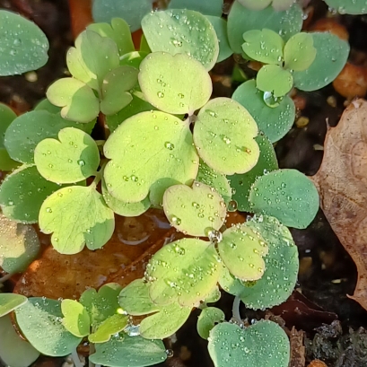 Plant image Aquilegia Canadensis