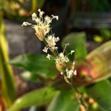 Callisia Fragrans