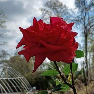 Rosa 'Mister Lincoln'