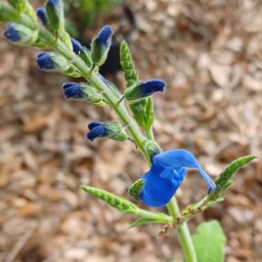 Salvia Azurea