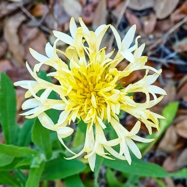 plant image 1651380