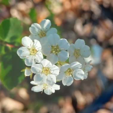 Spiraea prunifolia 'Plena'