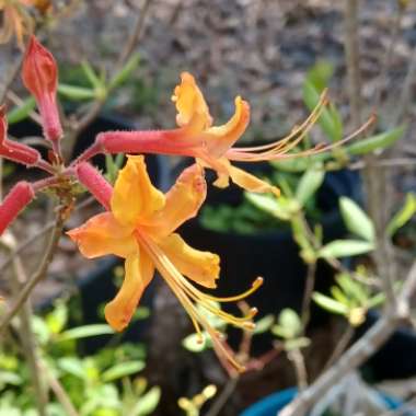 Rhododendron austrinum