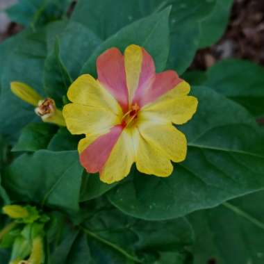 Mirabilis jalapa