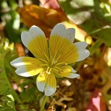 Limnanthes douglasii