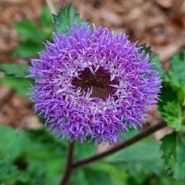 plant image 1659650