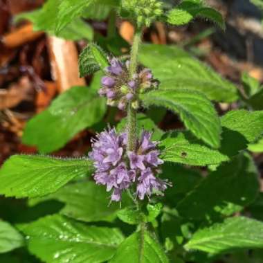 Mentha arvensis 'Banana'