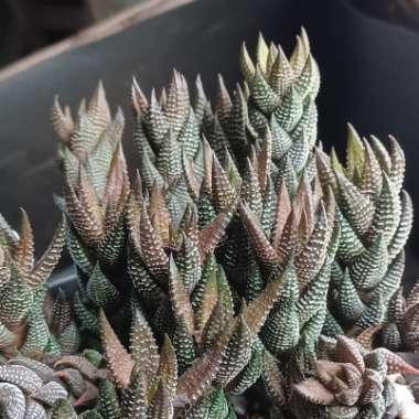 Haworthia Coarctata