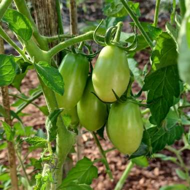 Solanum lycopersicum 'Roma'