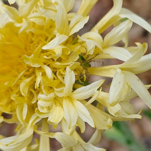 plant image 1663590