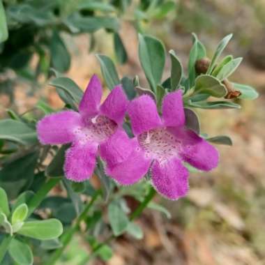 Leucophyllum frutescens