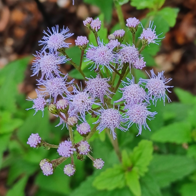 Plant image Conoclinium coelestinum

