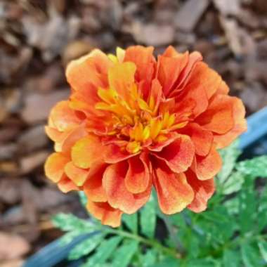 Tagetes patula 'Strawberry Blonde'