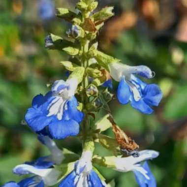 Salvia uliginosa