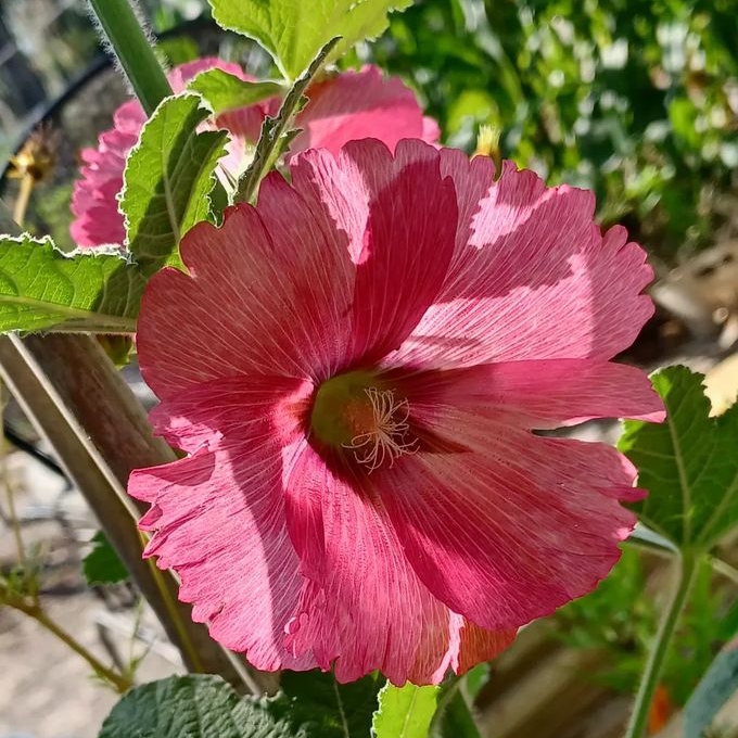 Alcea rosea syn. Althaea rosea, Hollyhock - uploaded by @treefrog44