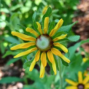 Rudbeckia Triloba