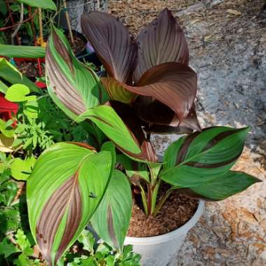 Canna 'Cleopatra' syn. Canna 'Yellow King Humbert', Canna 'Harlequin'