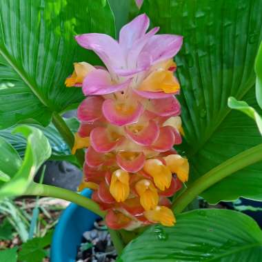 Curcuma