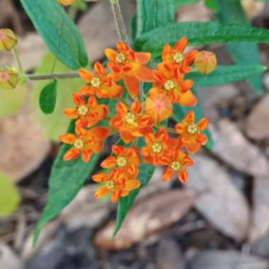 Asclepias tuberosa