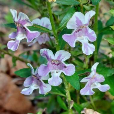 Angelonia