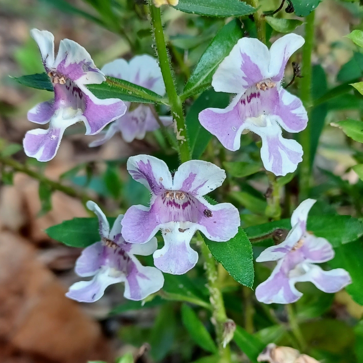 Plant image Angelonia