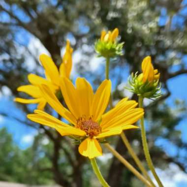 Helianthus angustifolius