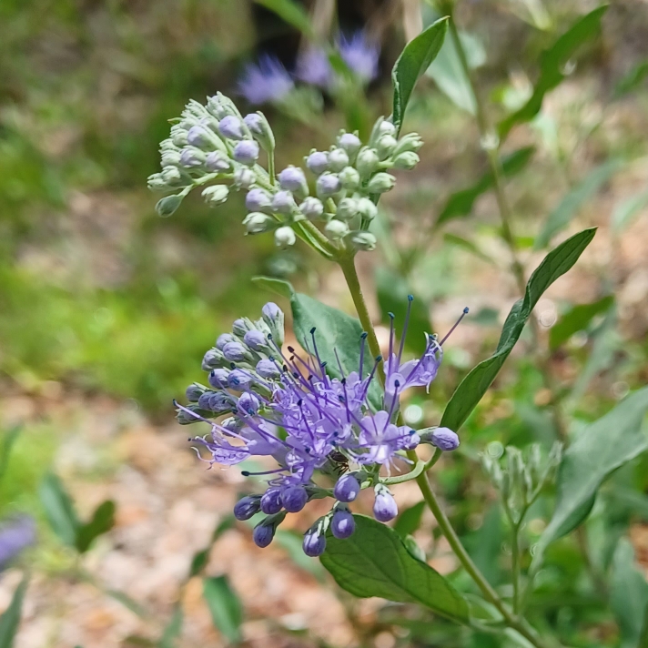 Plant image Caryopteris