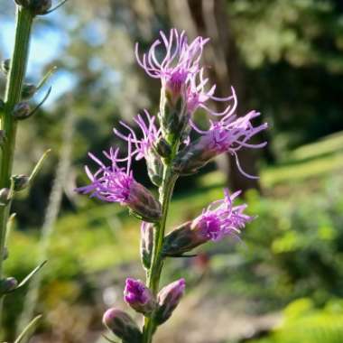 Liatris spicata