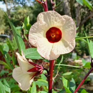 Hibiscus sabdariffa