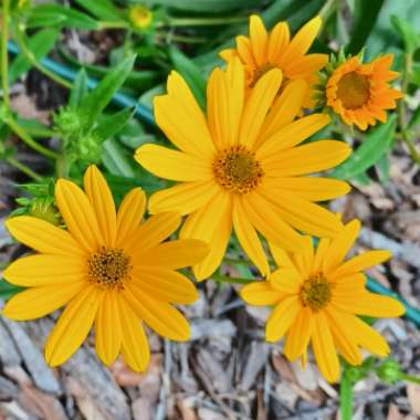 Helianthus Augustifolius